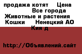 продажа котят  › Цена ­ 15 000 - Все города Животные и растения » Кошки   . Ненецкий АО,Кия д.